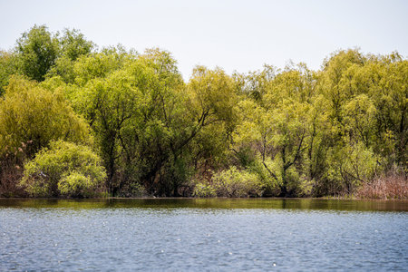 Danube Delta Landscape, Romaniaの写真素材