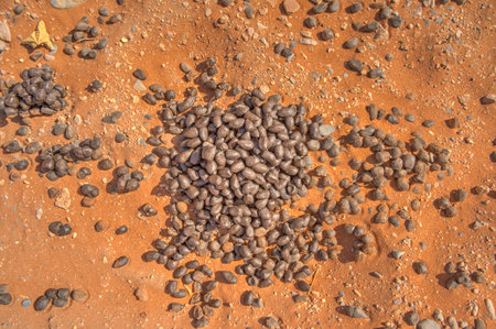 Sossusvlei, Namibiaの写真素材
