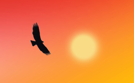 eagle flying into sunsetの写真素材