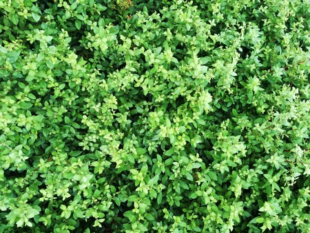 nice green floral background