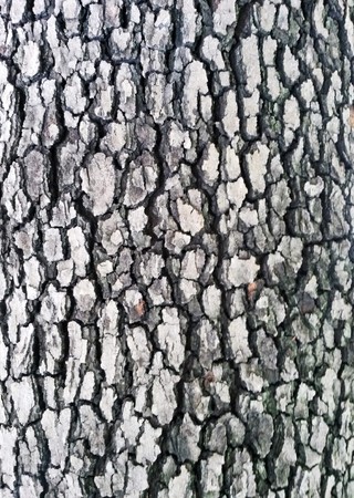 ross of tree bark background texture