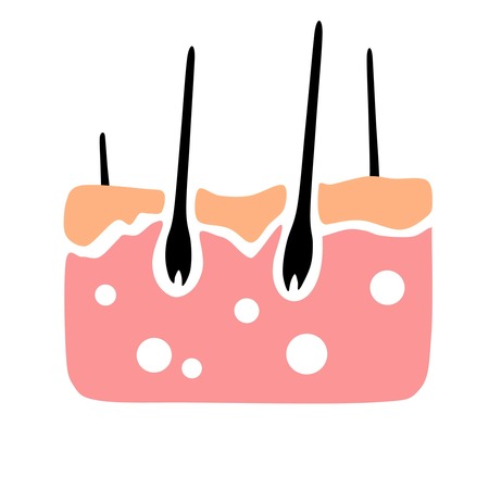 anatomy of human skin in a cross sectional view. a flat designのイラスト素材