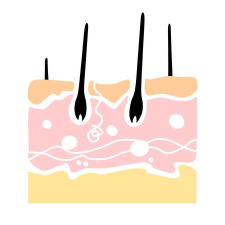 anatomy of human skin in a cross sectional view. a flat designのイラスト素材