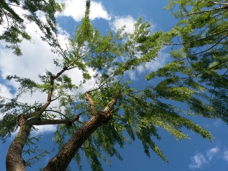 tree and blue sky from beneath view