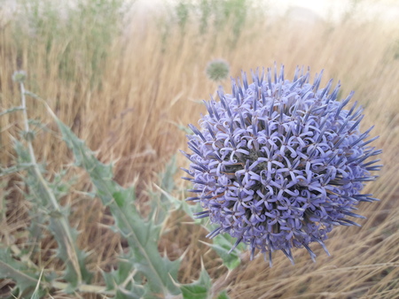 round prickly flower wallpaperの写真素材