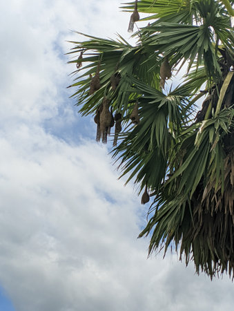 Asian Palmyra palm tree with weavers birds nest.の写真素材