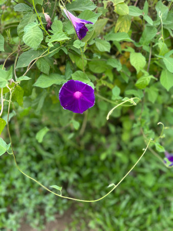 Butterfly pea, blue bellvine, blue pea, cordofan pea.の写真素材