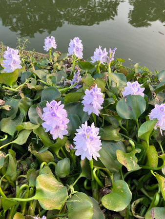 water hyacinth in a river side of Chandpur, Bangladesh.の写真素材