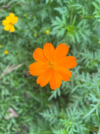 Orange cosmos flowers in a nursery. Close up vibrant orange cosmos flowers with green background.の写真素材
