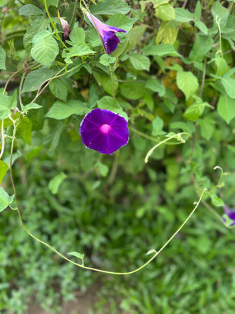 Purple morning-glory flower. Beautiful purple morning glories in full bloom with green background.