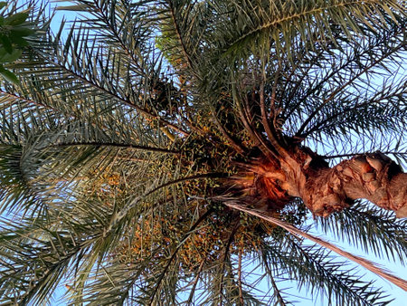 Looking Up at a Palm Tree's Crown against clear blue sky.の写真素材
