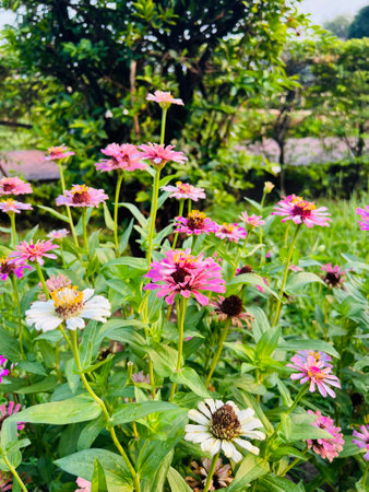 Vibrant Zinnias Blooming in a Lush Garden.の写真素材
