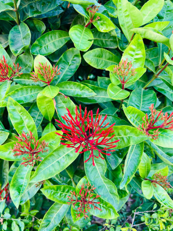 Red Ixora coccinea flower in garden, Bangladesh.