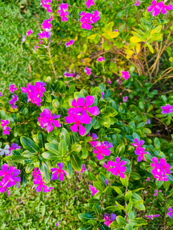Vibrant Pink Periwinkle Flowers Blooming in Lush Green Garden