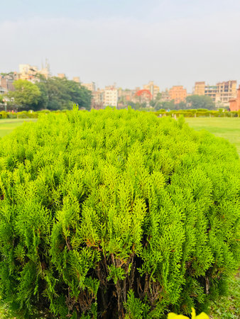 Lush Green Cypress Bush in Vibrant Foliage Garden Landscapeの写真素材