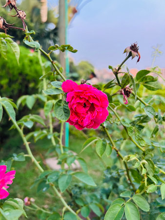 Vibrant Pink Rose Blossom on Green Bush Outdoors in Nature's Embraceの写真素材