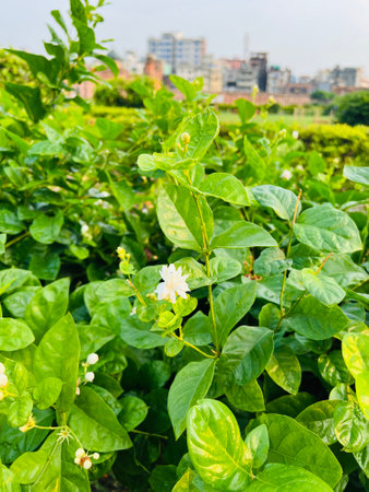 Jasmine flower in the garden with the city in the backgroundの写真素材