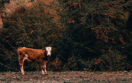 Grazing cows in autumn forestの写真素材