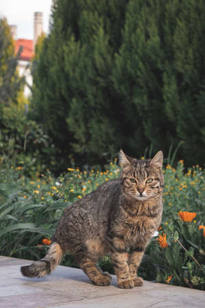Cat in the garden looking to the camera. Short-haired common cat.の写真素材