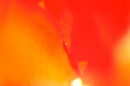 tulips backgroundの写真素材