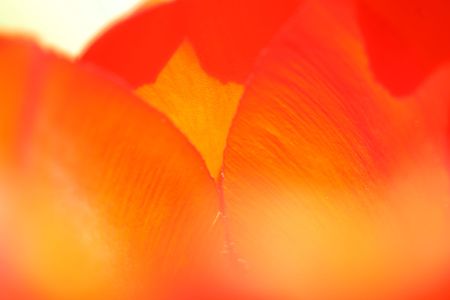 tulips backgroundの写真素材