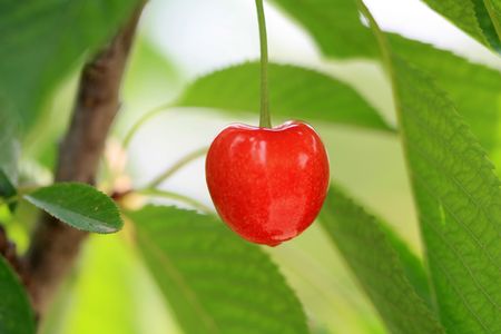 cherryの写真素材