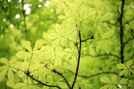 leaf backgroundの写真素材