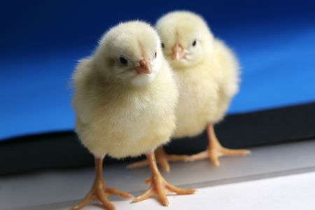 Cute baby chickの写真素材