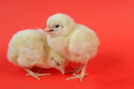 chicken babyの写真素材