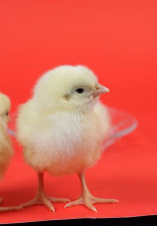 chicken baby