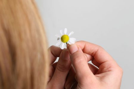 daisy backgroundの写真素材