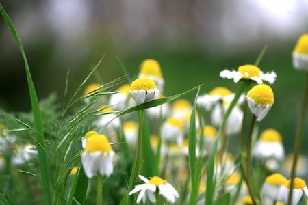 daisy backgroundの写真素材