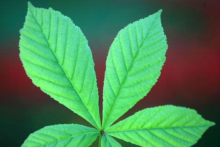 leaf background