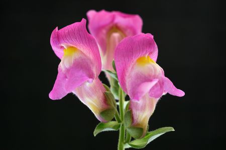 flower backgroundの写真素材