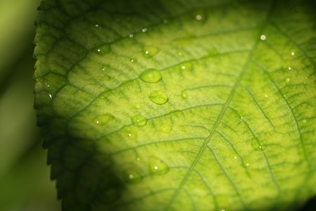leaf backgroundの写真素材