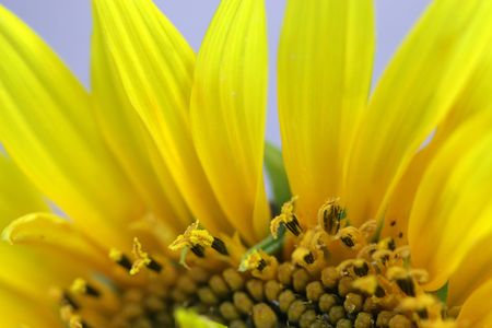 flower background