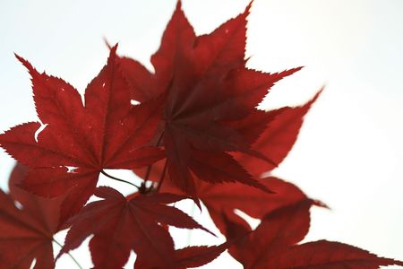 leaf background