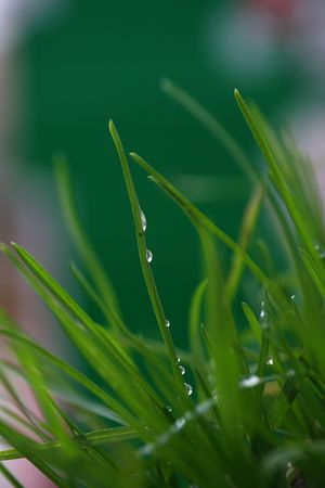 green plant