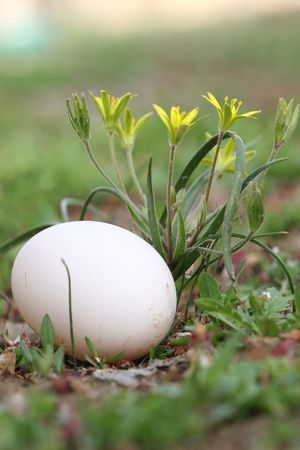 egg backgroundの写真素材