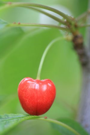 cherry background