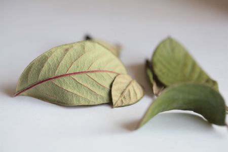leaf