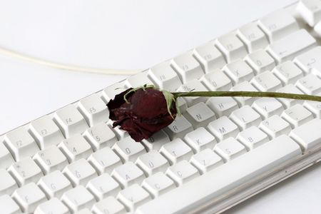red rose and computerの写真素材