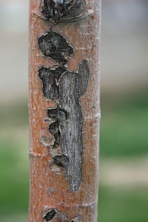 tree background