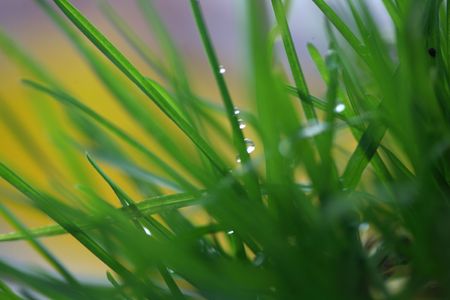 green plant