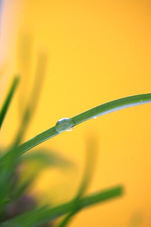 green plantの写真素材