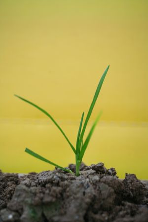 green plant