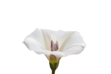 lily background