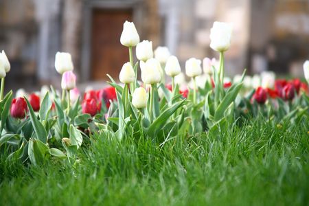 tulipsの写真素材