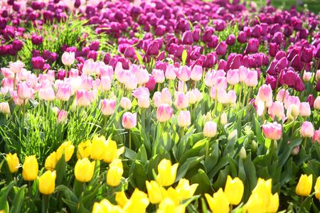 tulips backgroundの写真素材