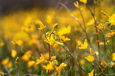 flower backgroundの写真素材